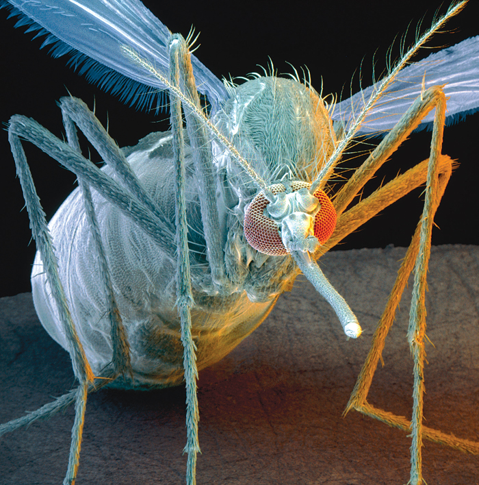 yf_mosquito_g.jpg