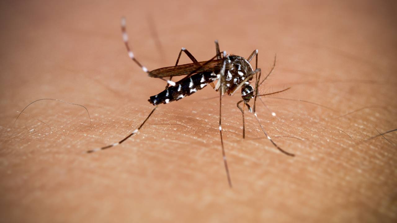 mosquito-summary