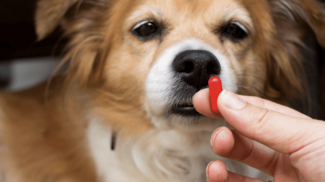 veterinary-medicines-1280