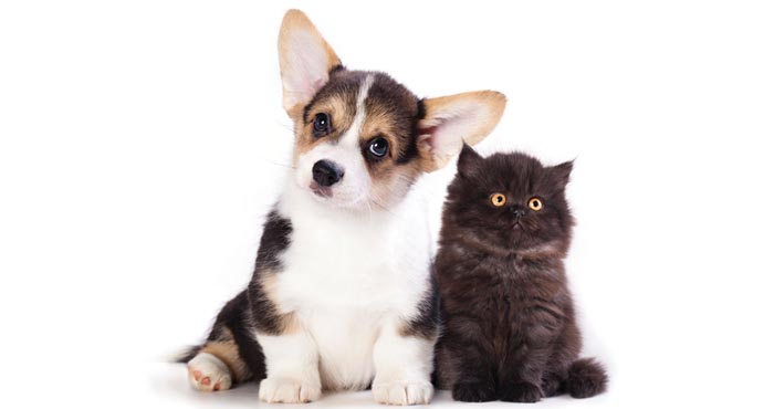 pets health